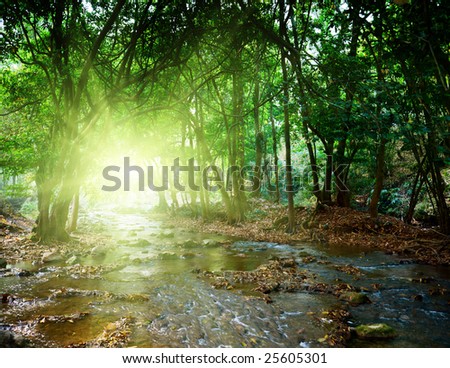 river in deep forest