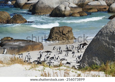 penguins on the savage beach and rocks - southern right whale - Cape of good hope reserve - South Africa  Royalty-Free Stock Photo #256073899
