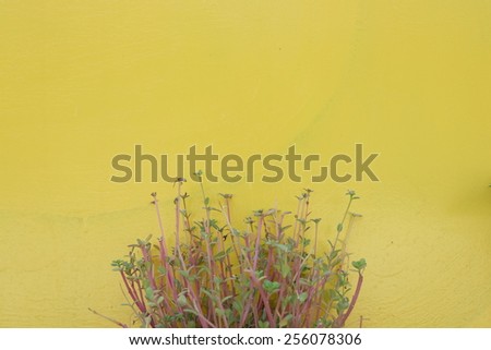 little bush on yellow