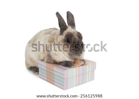 Fluffy bunny with gift box over white background