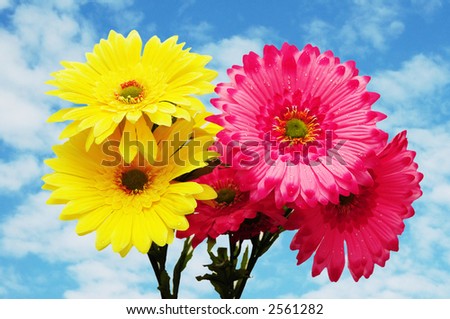 Yellow and pink flowers against blue sky