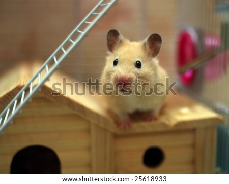 Hamster poses in front of the camera