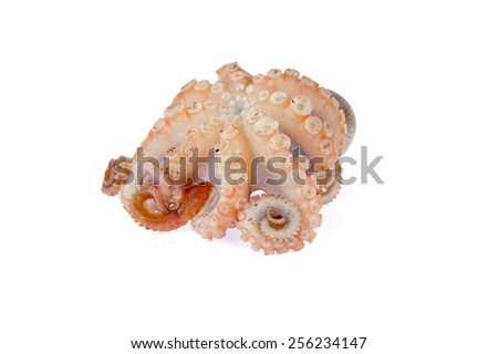 Octopus on white background 
