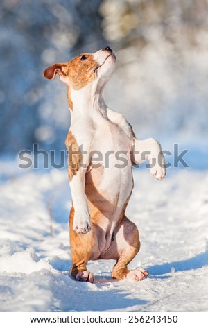 American staffordshire terrier puppy making trick in winter