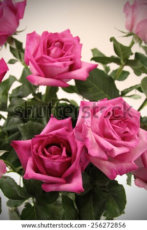 Beautiful bouquet of pink roses in vintage vase on background