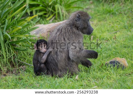 Female chacma baboon with young infant near Cape Town, South Africa