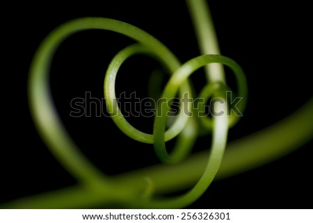 Nature Background of Vine Climber Abstract Textured Wallpaper Environment Concept