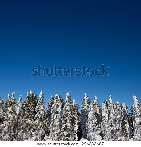 conifer trees covered in snow
