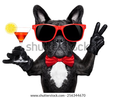 french bulldog dog holding martini cocktail glass ready to have fun and party, isolated on white background# Royalty-Free Stock Photo #256344670