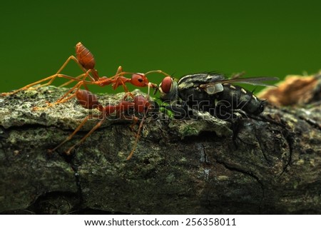 Red Fire Ant    