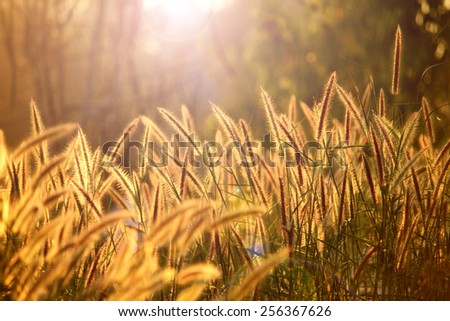Grass flower field on sunset