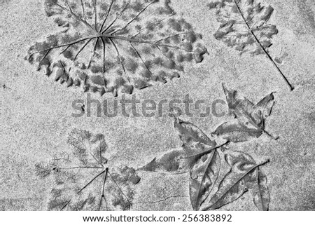 cement texture - decorated with flowers inlaid set into a surface - black and white gray background pattern
