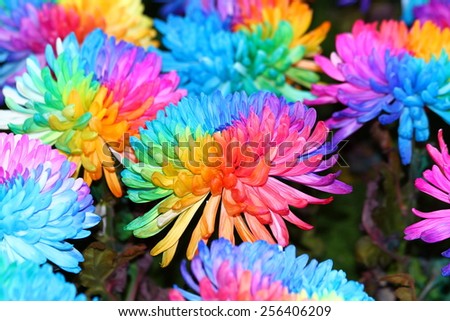 Peony colorful chrysanthemum