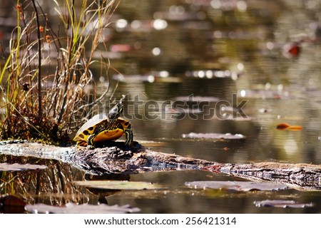 Slider turtle sitting on a log in the swamp,lily pads in the background.