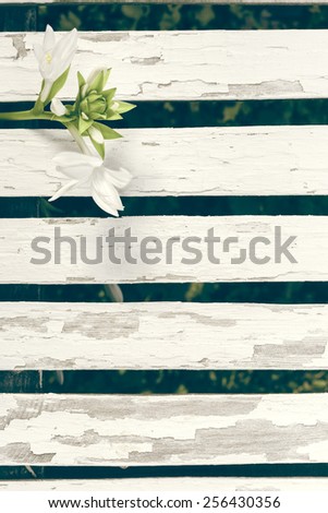 Garden Lily Over White Wooden Fence Background - Close up of a beautiful unique flower breaking free trough a fence 
