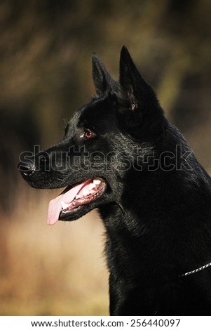 beautiful black german shepherd dog