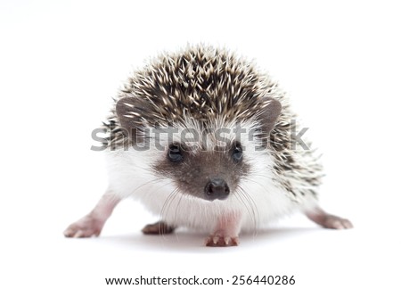 hedgehog baby white background
