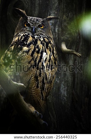 owl bird in nature
