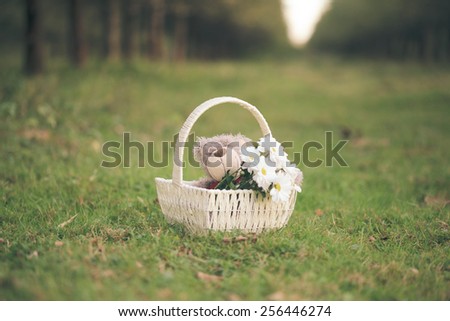 White daisies and teddy bear in basket on the grass.