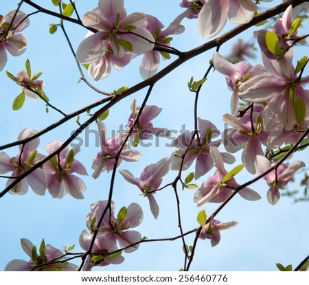 magnolia tree blossom in springtime 