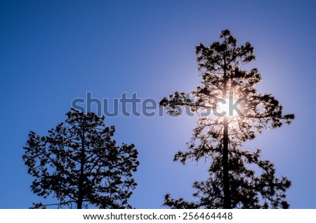 Picture of The Backlight Tree Silhouette over a Blue Sky