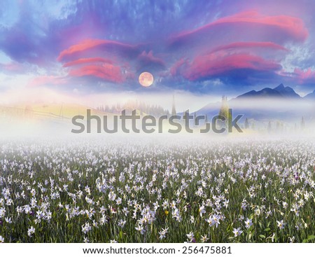 Among the background of mountains and river valleys in the spring grow beautiful wild flowers- daffodils. They are especially beautiful and fragrant sunrise with fog and the gentle rays or night