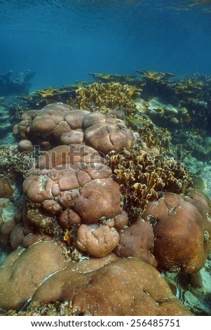 Underwater landscape of stony coral reef in the Caribbean sea