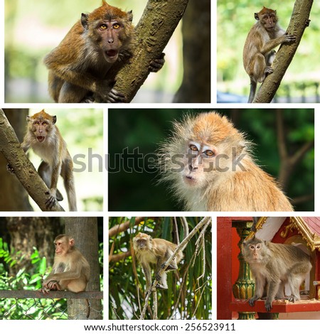 Collage of cute Monkeys with a seven photos

