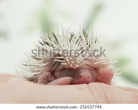 cute hedgehog baby background