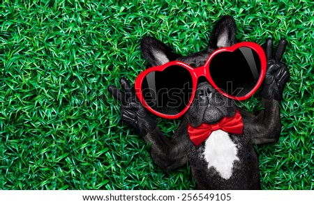 french bulldog dog lying on the grass with love , peace and harmony finger, wearing a red heart shape sunglasses