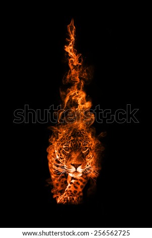 beautiful image of a panther.. animal kingdom. . wildlife picture. great  tattoo.
predator. amazing color effect. gold overlay in a dark background. african safari, zoo