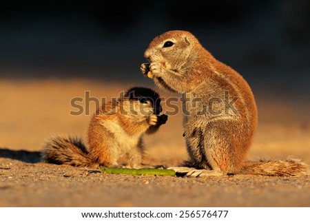 Feeding ground squirrels (Xerus inaurus) in late afternoon light, Kalahari desert, South Africa