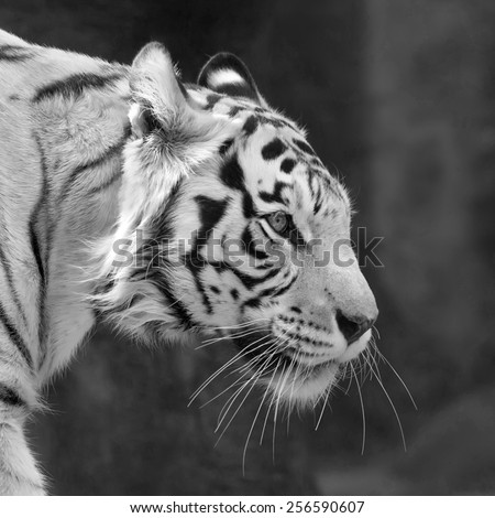 Adorable bengal tiger. Excellent big cat, but dangerous raptor. Picturesque monochrome side face portrait of expressive and mighty animal. Amazing beauty of wildlife in black and white image.