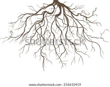 Strong Plant Roots Silhouette against White Background Royalty-Free Stock Photo #256610419