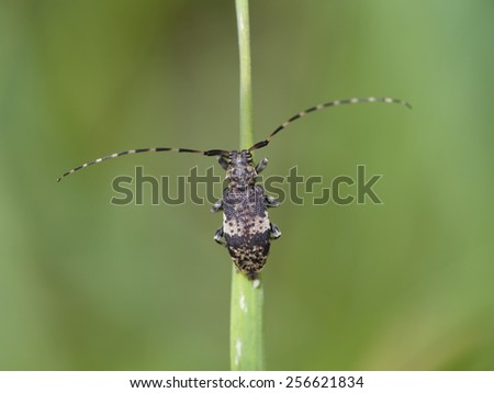 Longhorn beetle, Leiopus nebulosus