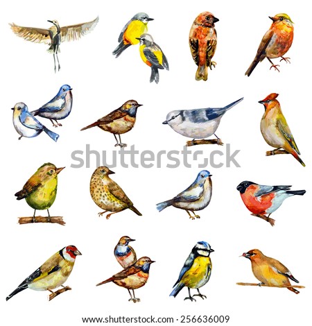 collection of birds. watercolor painting Royalty-Free Stock Photo #256636009
