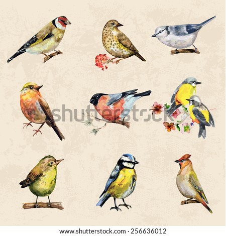 vintage a collection of birds. watercolor painting Royalty-Free Stock Photo #256636012