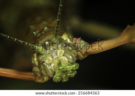 Titan-stick-insect Stock Photos And Images - Avopix.com