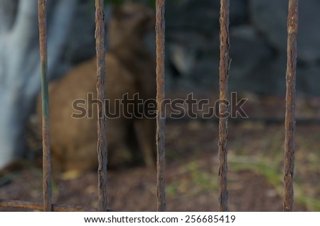 art cat in cage