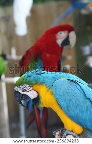 Three Parrots of Varying Colors Standing on a Wooden Perch