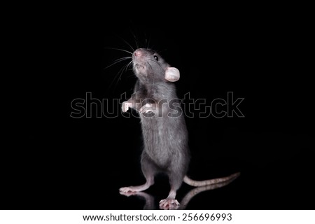 studio portrait of a brown domestic rat on a black background