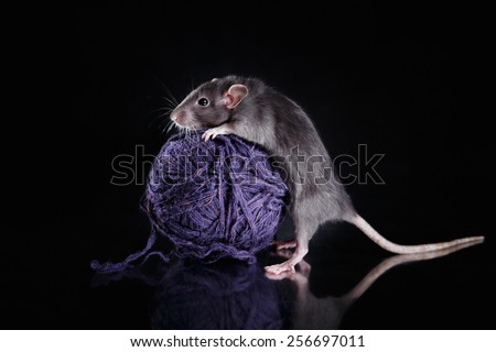 studio portrait of a brown domestic rat on a black background