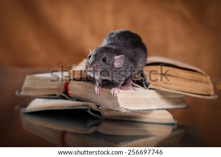 studio portrait of a brown domestic rat