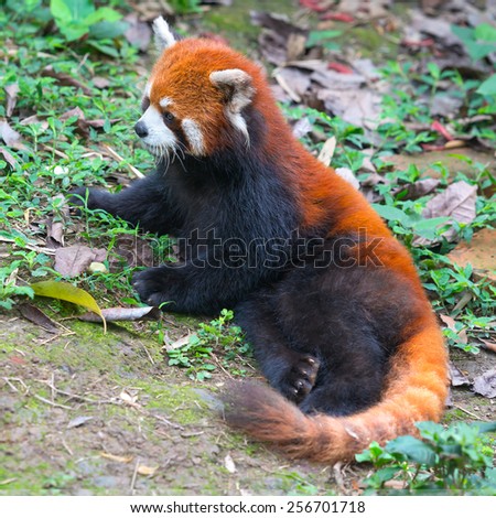 Red panda bear with long tail