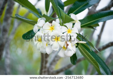 Plumeria (frangipani) flowers on tree
