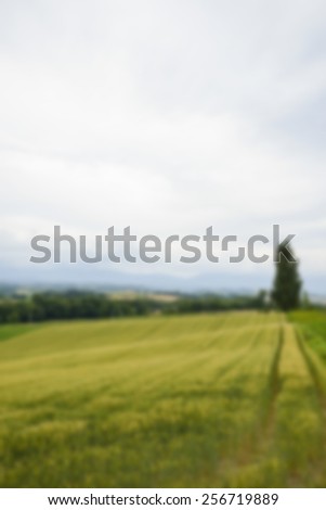 A poplar tree with rice field in blur style