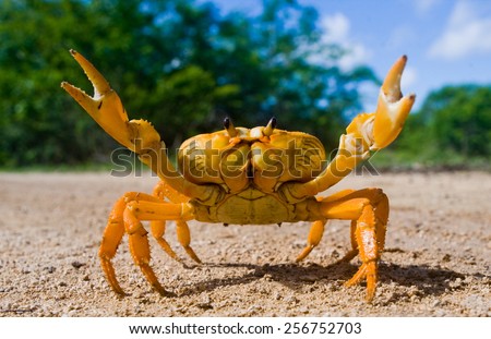 Yellow land crab. Cuba. Royalty-Free Stock Photo #256752703