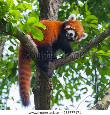 Red panda bear climbing tree