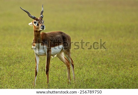 Black-buck Antelope Royalty-Free Stock Photo #256789750