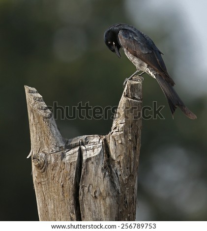 Bird Searching for food Royalty-Free Stock Photo #256789753